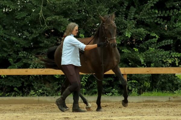 Dr. Sabine Schröder Coaching mit Pferden